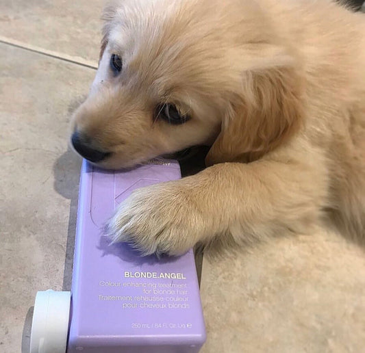 KEVIN.MURPHY - BLONDE.ANGEL.WASH